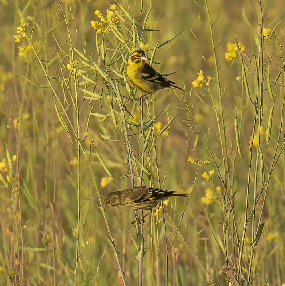 Yellow-breasted Greenfinch - Celesta von Chamier