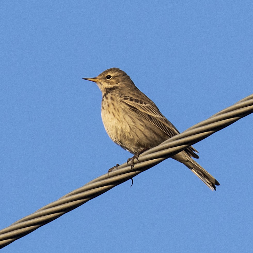 Water Pipit - ML218945681