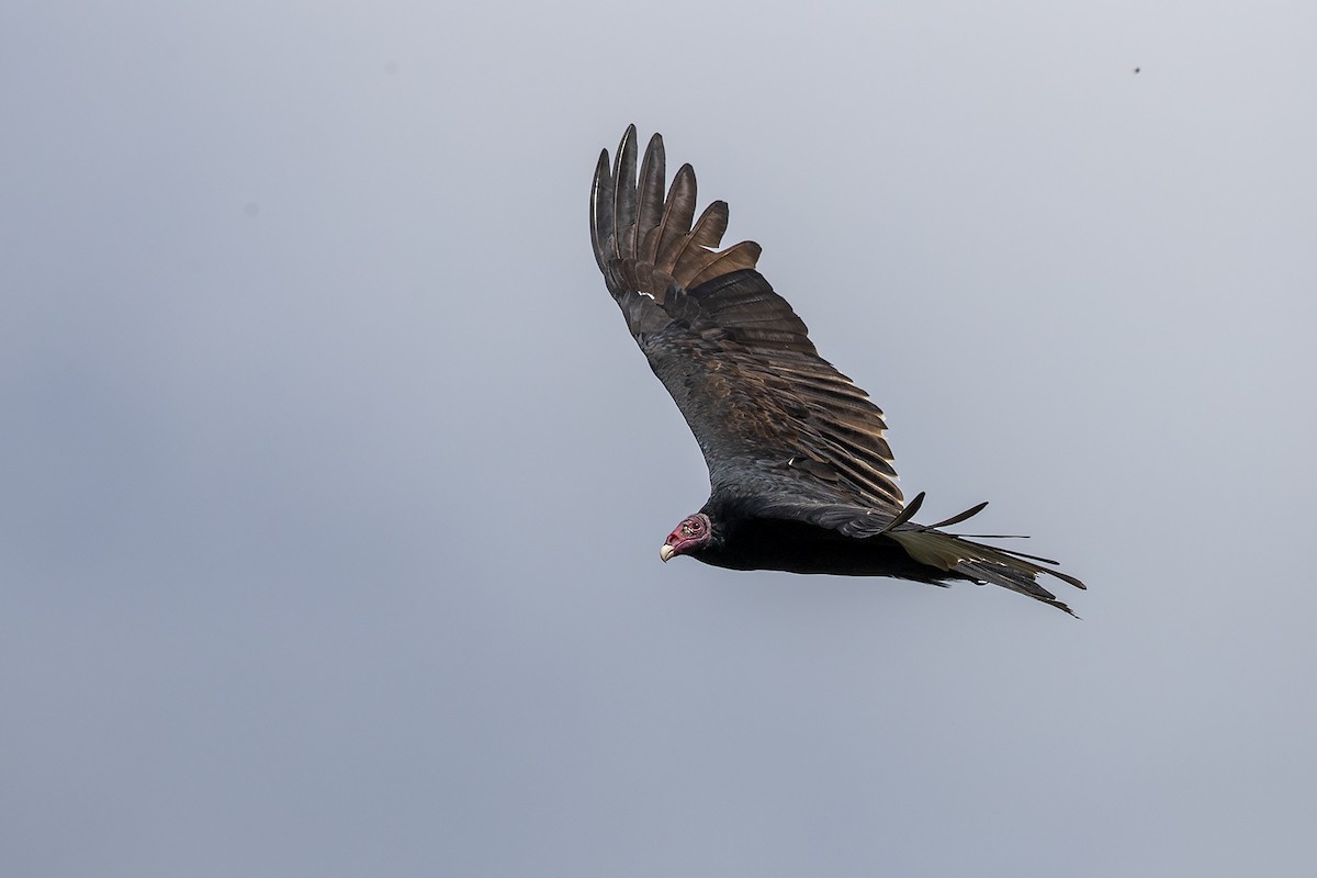 Turkey Vulture - Niall D Perrins