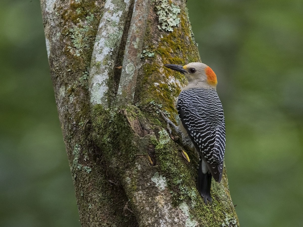 Golden-fronted Woodpecker - Niall D Perrins