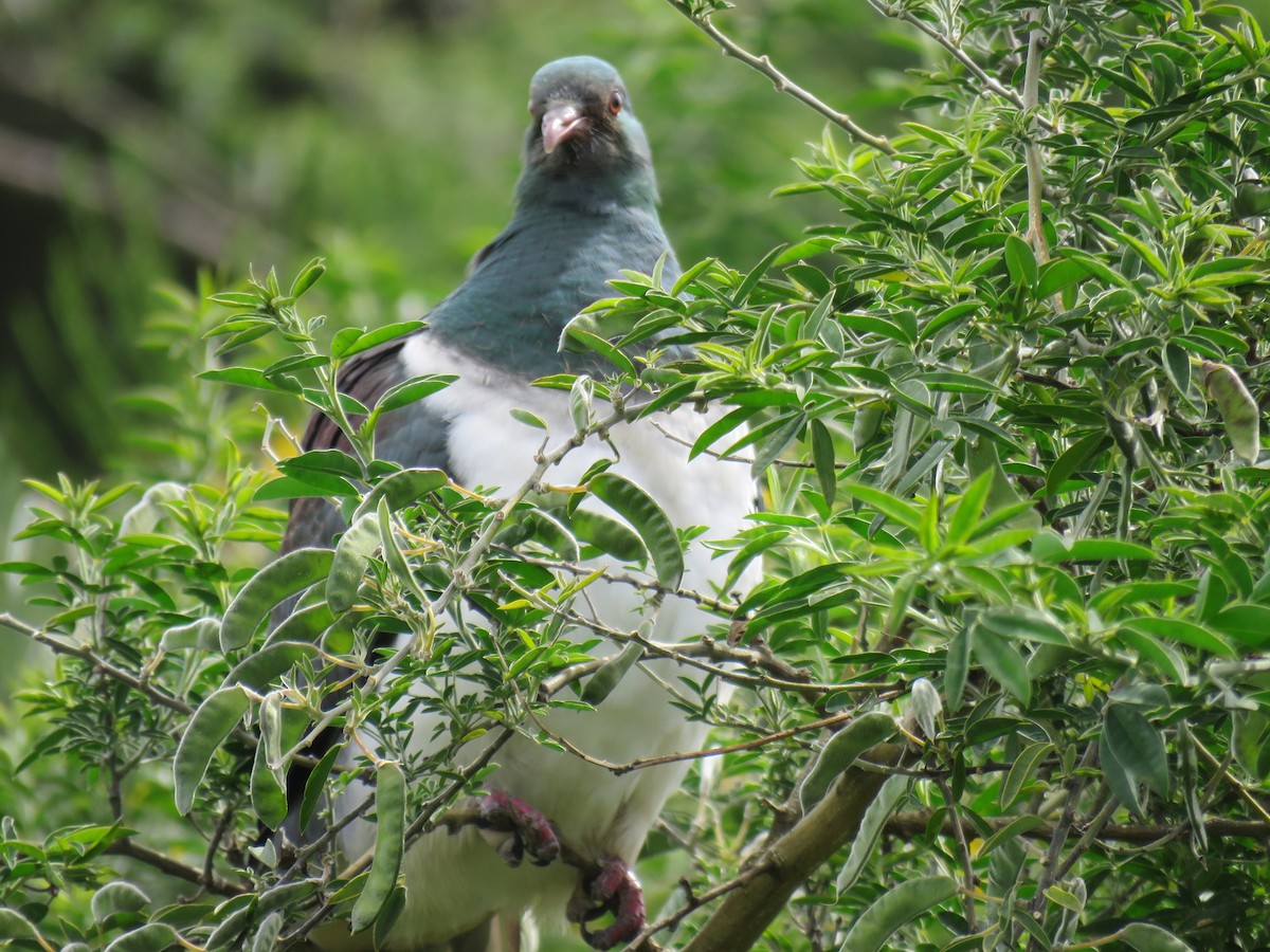 New Zealand Pigeon - Ian  Woodford