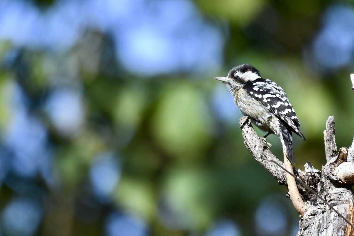 Brown-capped Pygmy Woodpecker - Chandigarh Bird Club CBC
