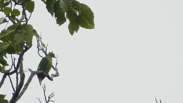 Claret-breasted Fruit-Dove - ML218958721