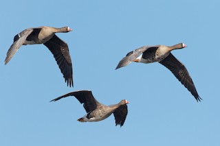 Lesser White-fronted Goose, ML218960151