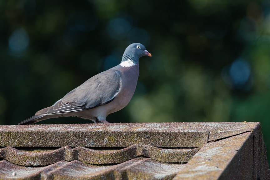 Common Wood-Pigeon - Ralph Hatt