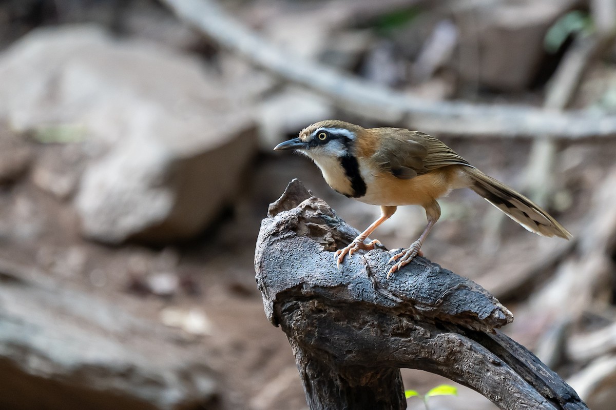 Lesser Necklaced Laughingthrush - ML218961751