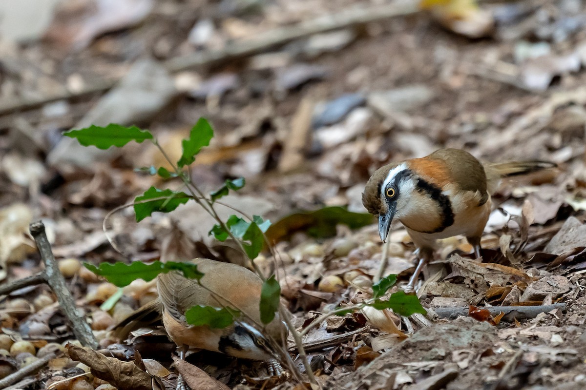 Lesser Necklaced Laughingthrush - ML218961881