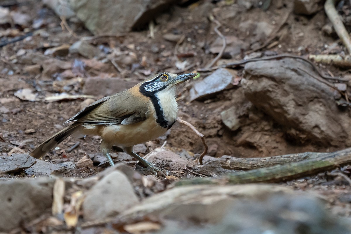 Greater Necklaced Laughingthrush - ML218962091