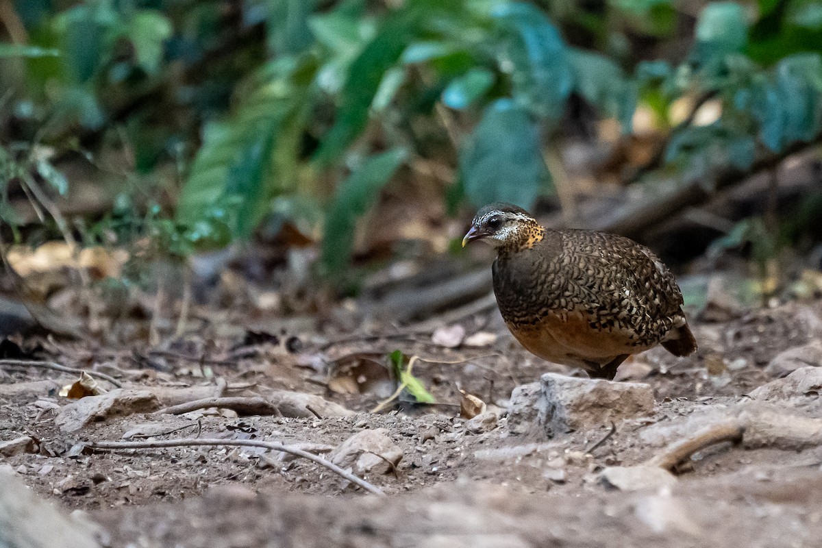 Scaly-breasted Partridge - Pattaraporn Vangtal