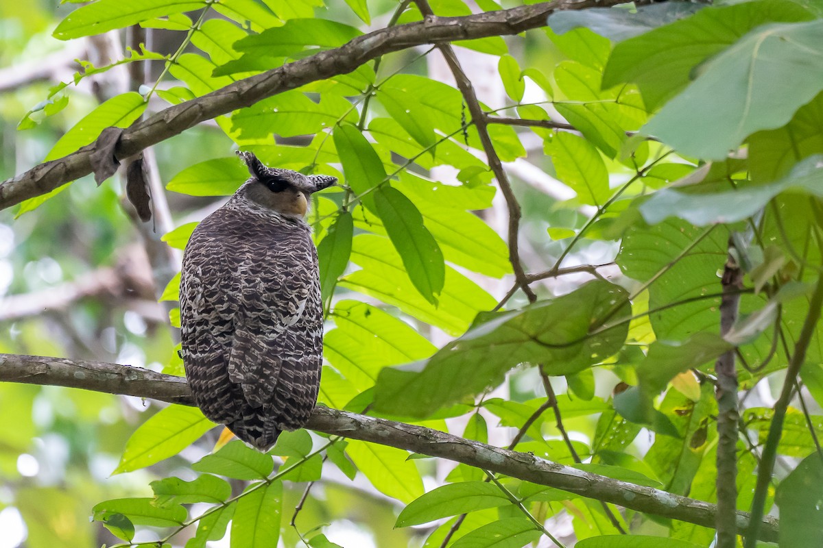 Spot-bellied Eagle-Owl - ML218964391