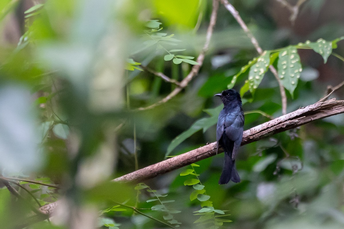 Square-tailed Drongo-Cuckoo - ML218964501
