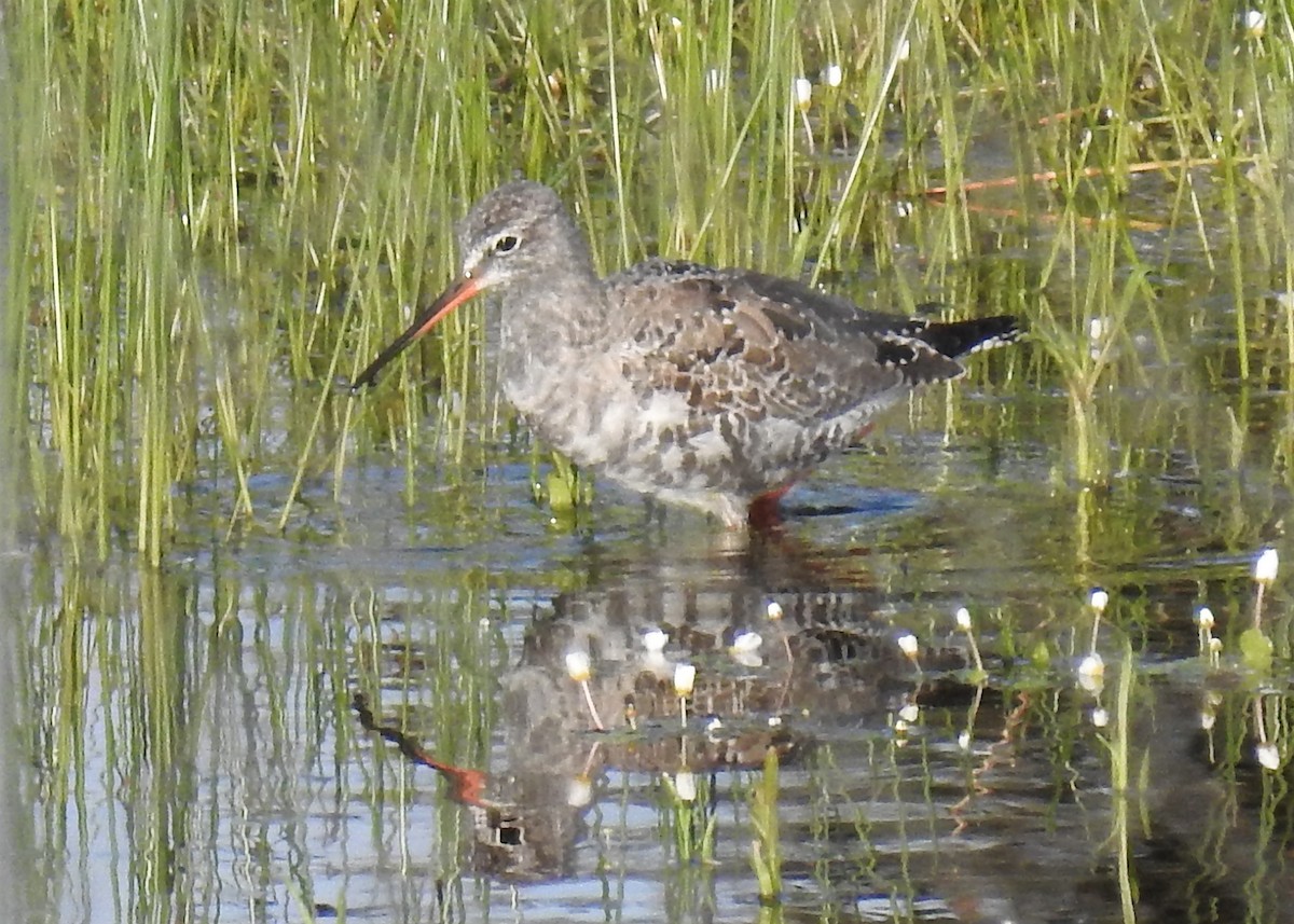 Spotted Redshank - Cesar Clemente