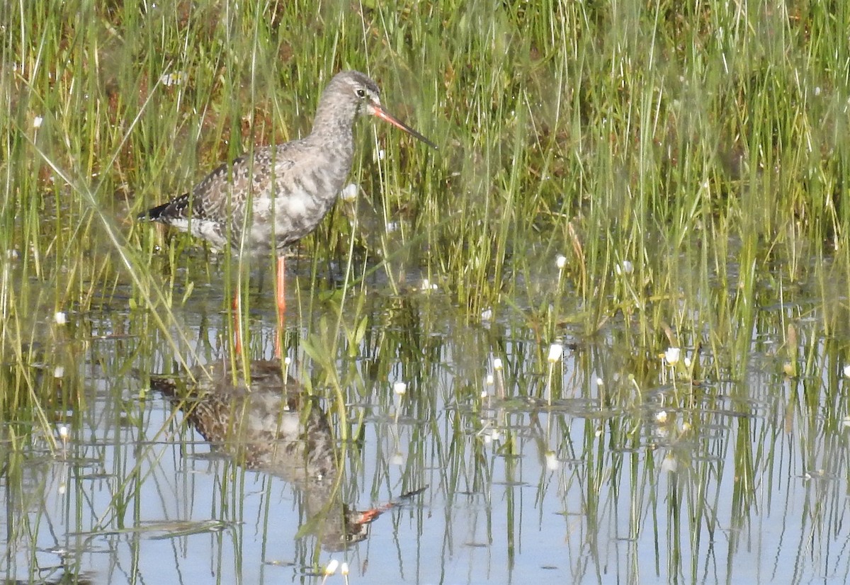 Spotted Redshank - ML218968321