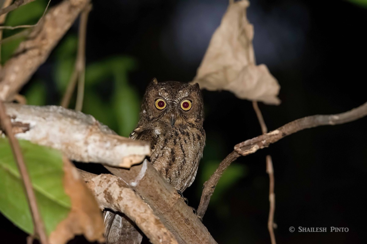 Sulawesi Scops-Owl - ML21897151