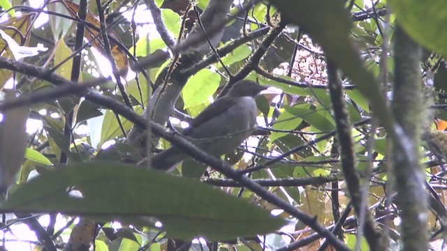 White-necked Thrush (Gray-flanked) - ML218974201