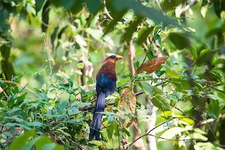 Yellow-billed Malkoha - Rhamphococcyx calyorhynchus - Birds of the World