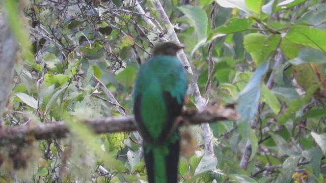Quetzal Cabecidorado - ML218975241