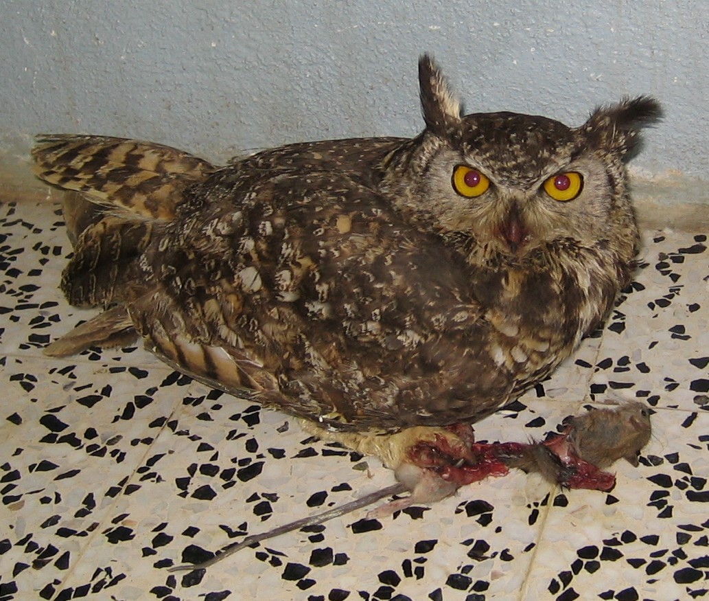 Cape Eagle-Owl - ML218975681