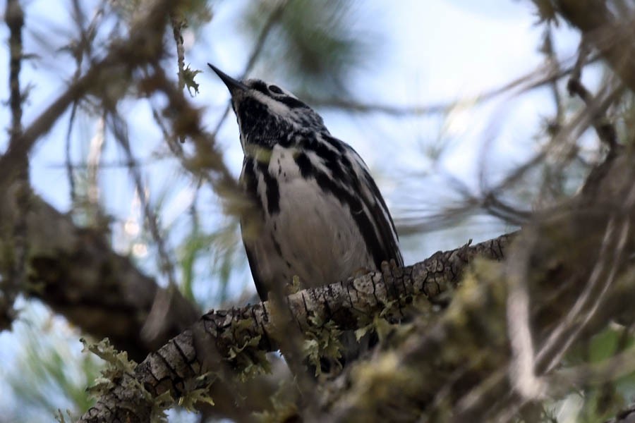 Black-and-white Warbler - ML218975981
