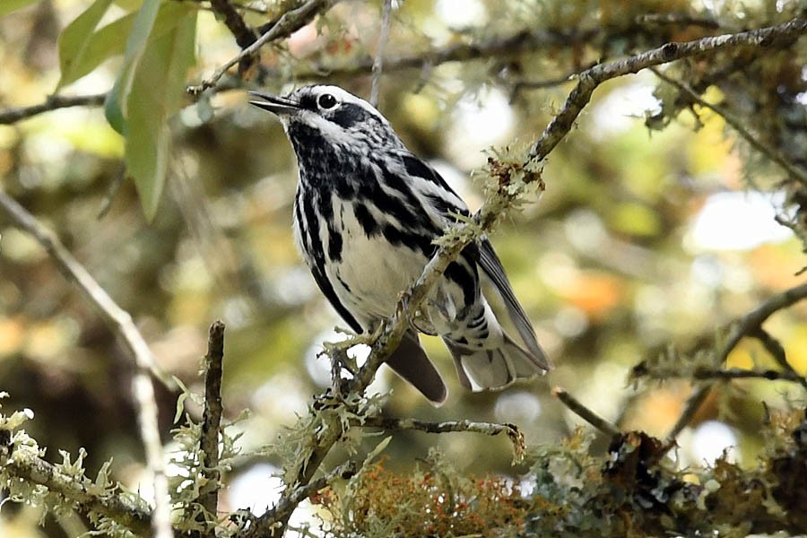 Black-and-white Warbler - ML218975991