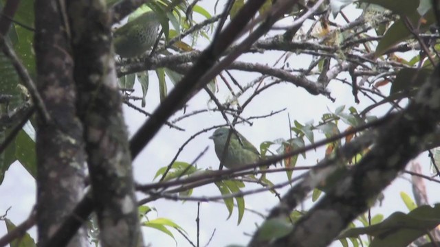Spotted Tanager - ML218976811