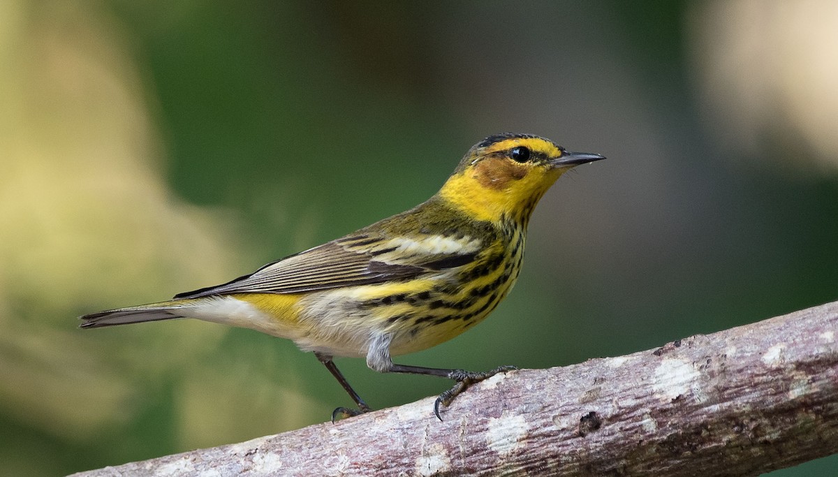 Cape May Warbler - ML218980721