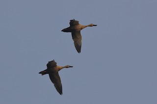 Indian Spot-billed Duck, ML218980881