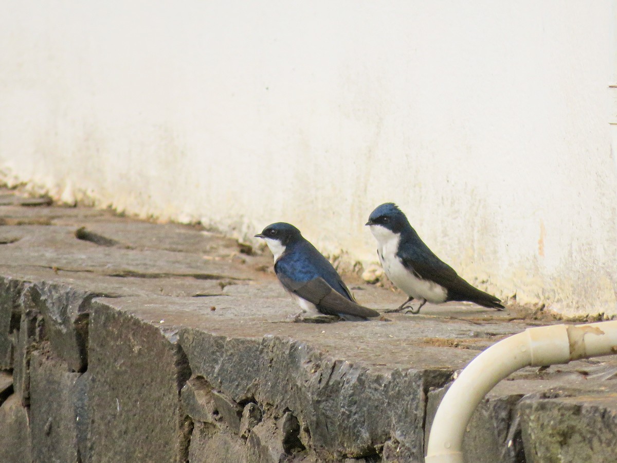 Blue-and-white Swallow - Maria del Castillo