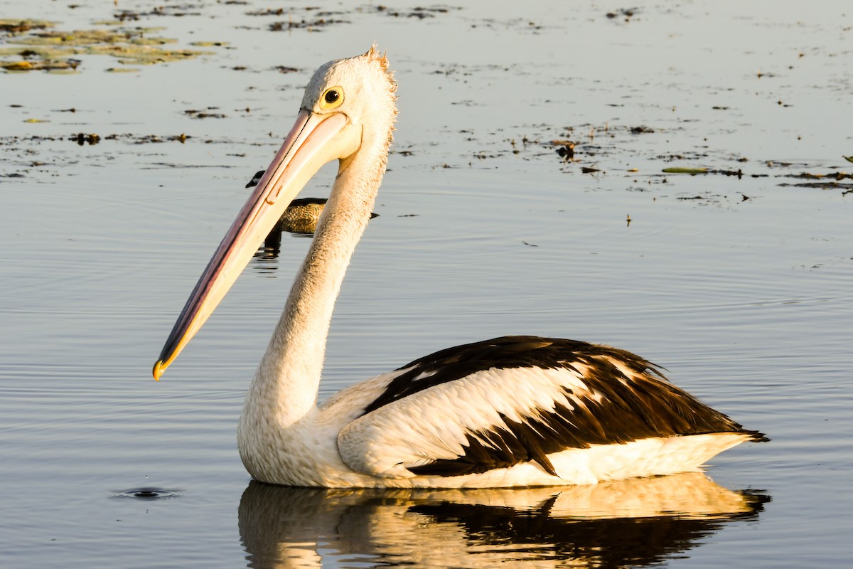 pelikán australský - ML218987291
