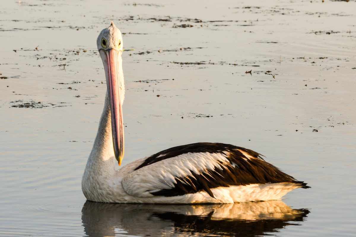 pelikán australský - ML218987371