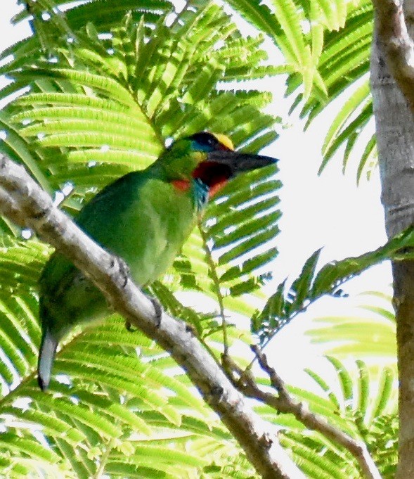 Red-throated Barbet - ML218989111