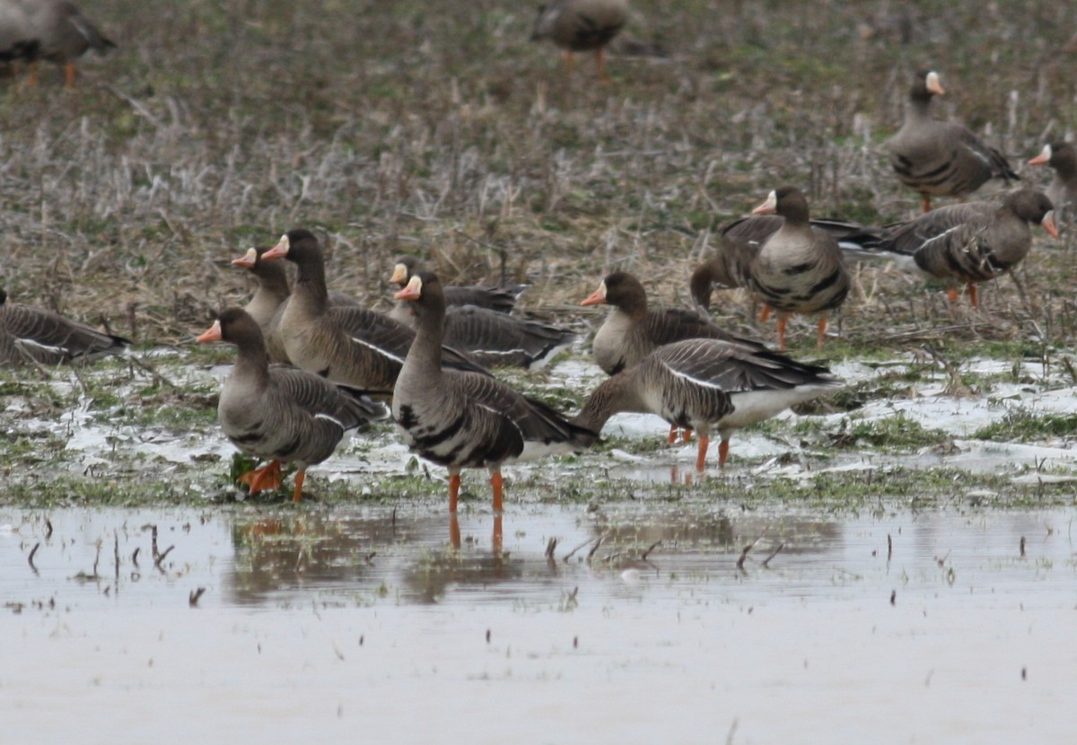 Greater White-fronted Goose - ML218990571