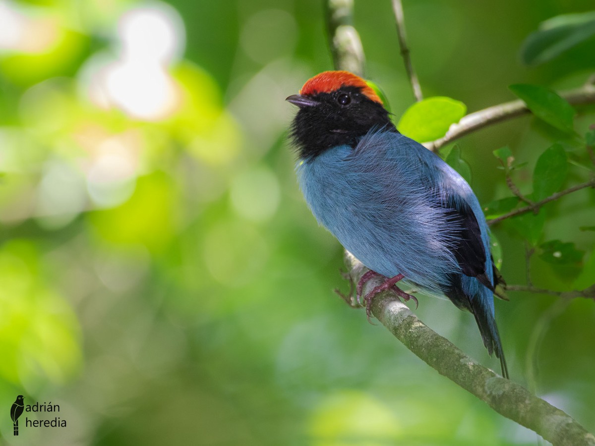 Swallow-tailed Manakin - Adrián  Heredia