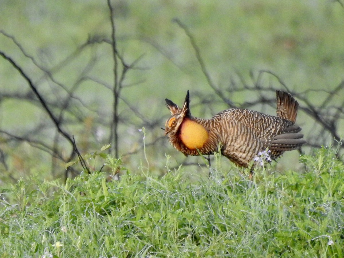 eBird Checklist - 29 Mar 2020 - Attwater Prairie Chicken NWR--N ...