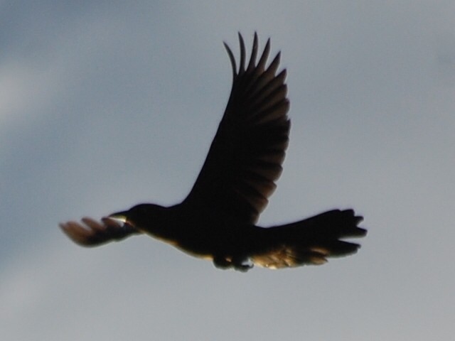 Sinaloa Crow - ML218995411