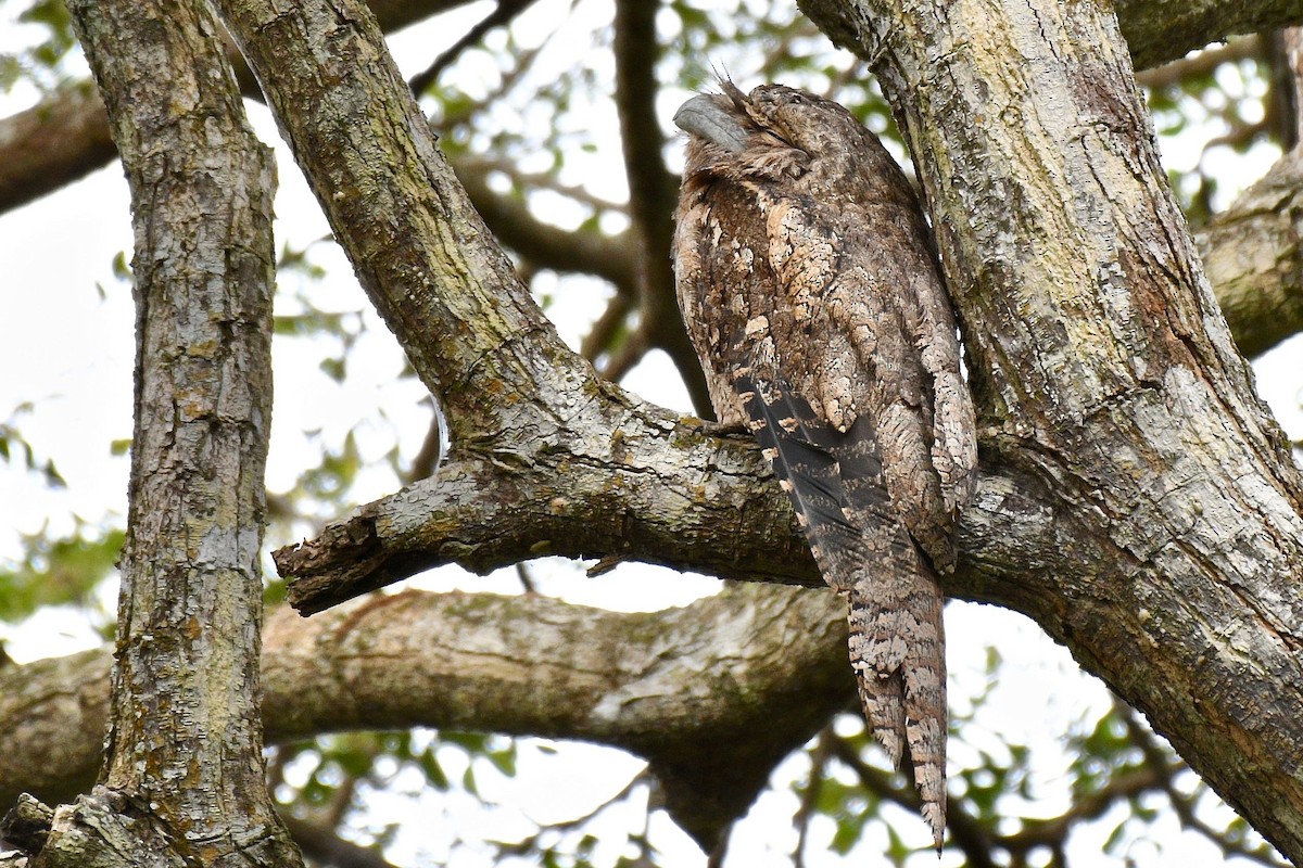 Papuan Frogmouth - ML218999121