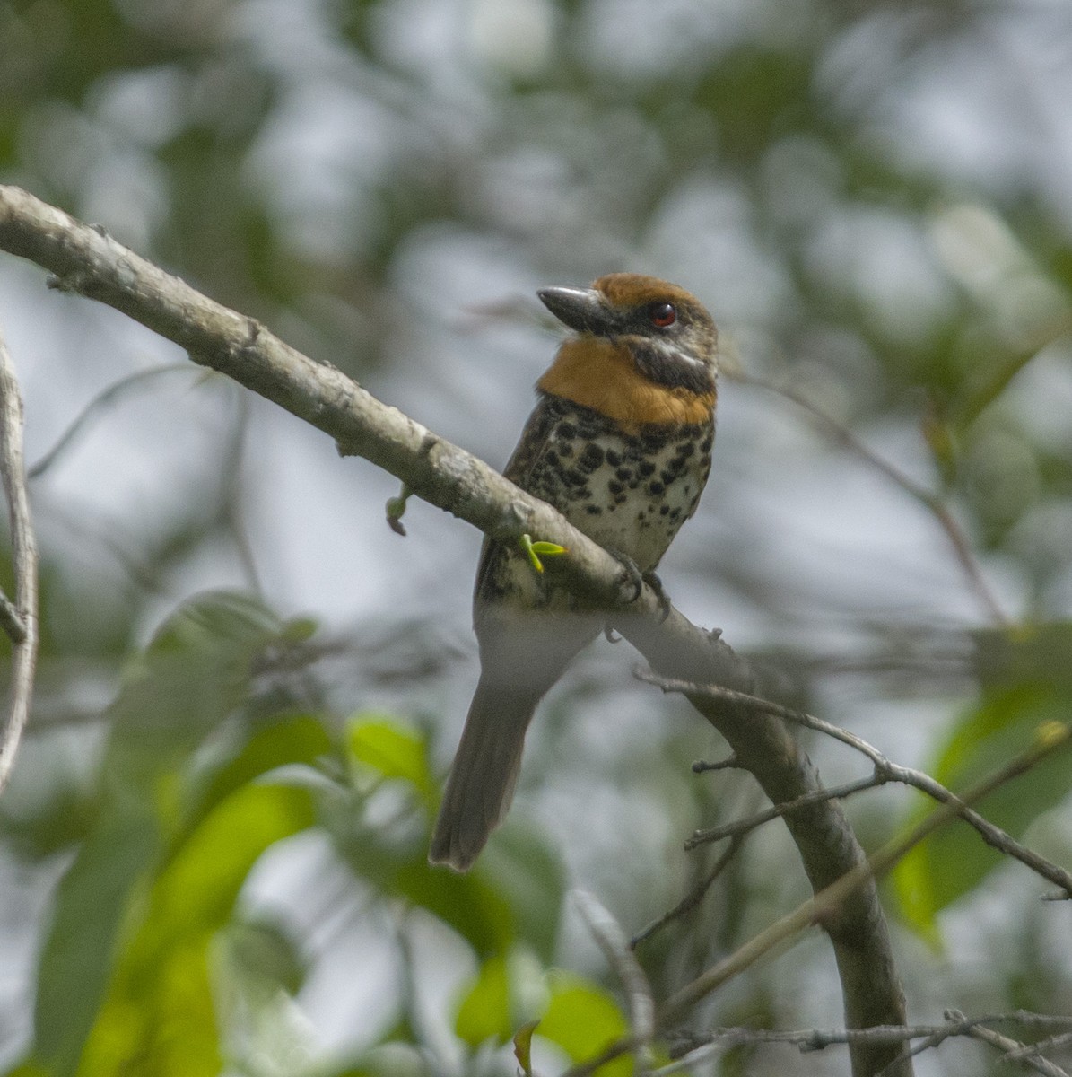 Spotted Puffbird - Anderson  Sandro