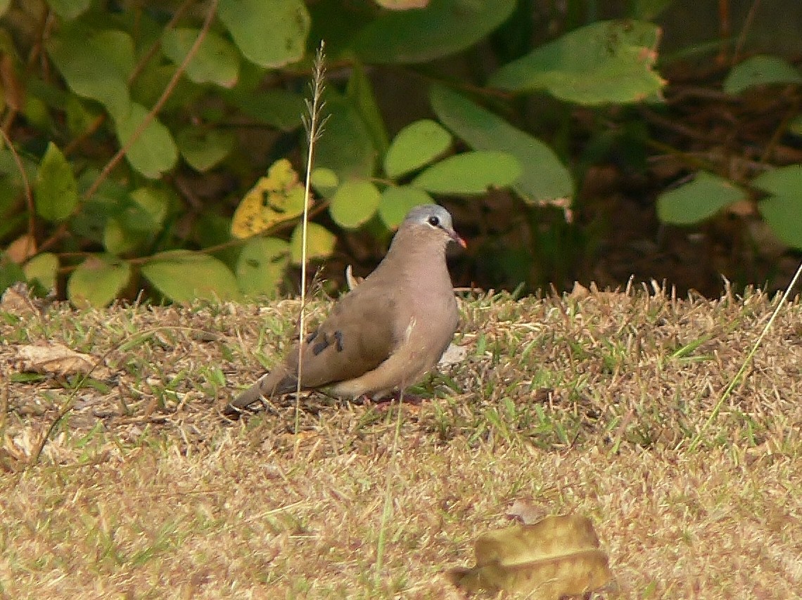 Blue-spotted Wood-Dove - Tony King