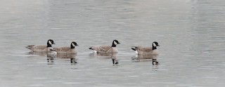 Cackling Goose (Richardson's), ML21901051