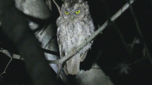 Peruvian Screech-Owl - ML219011011