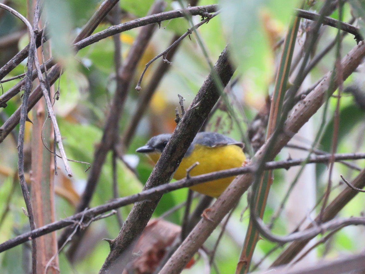 Gray-and-gold Warbler - ML219013741