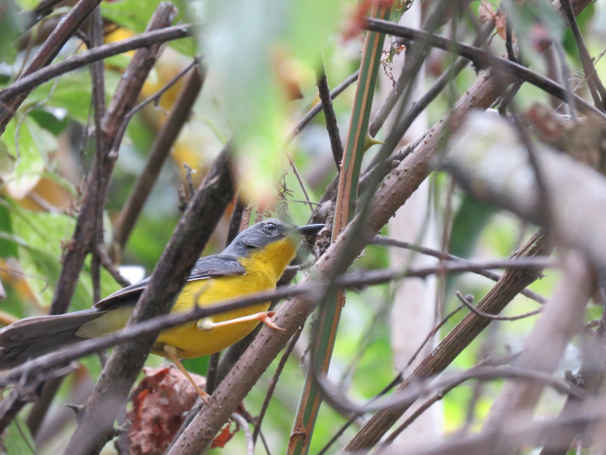 Gray-and-gold Warbler - ML219013791