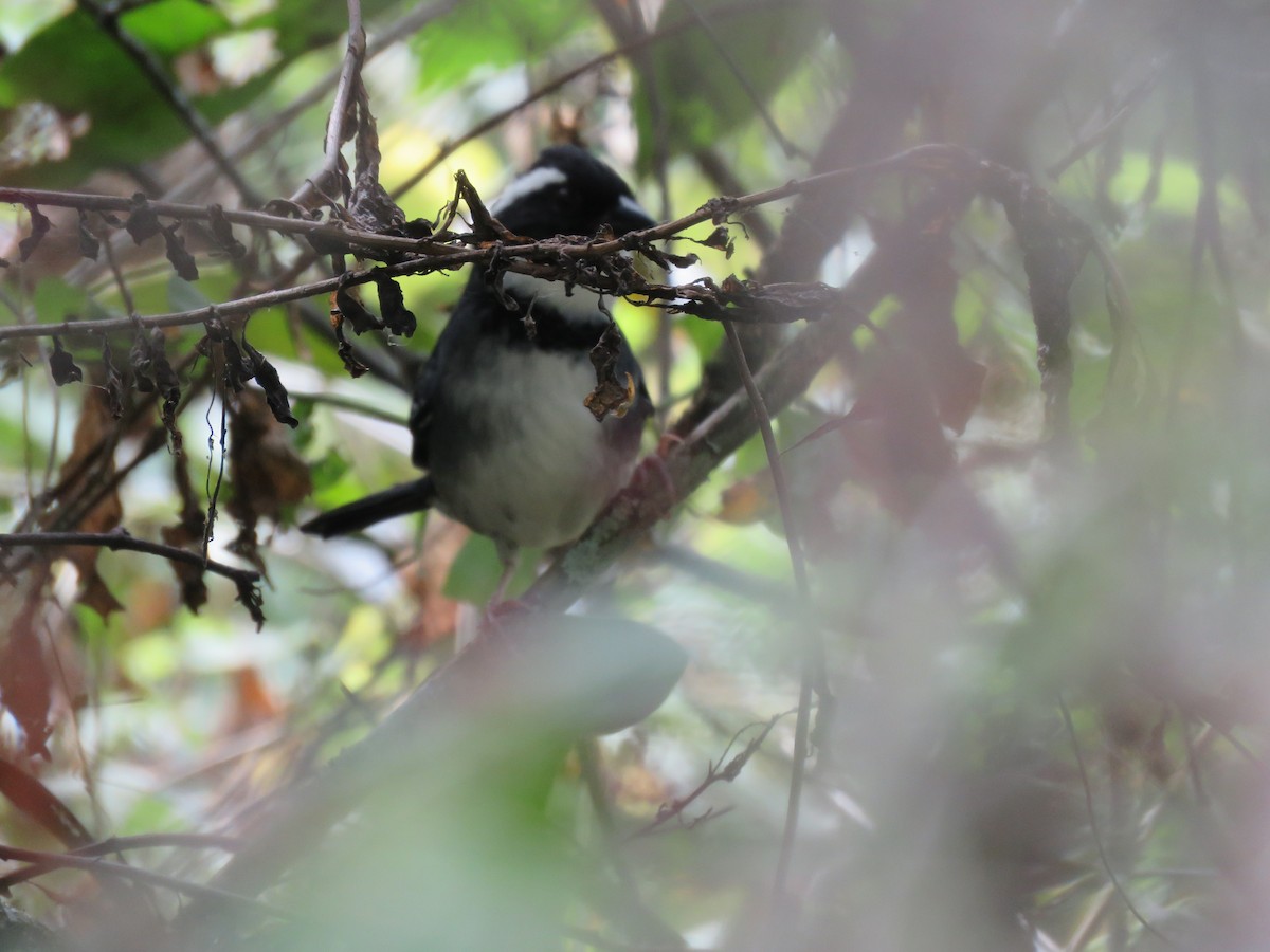 Black-capped Sparrow - Fernando Angulo - CORBIDI
