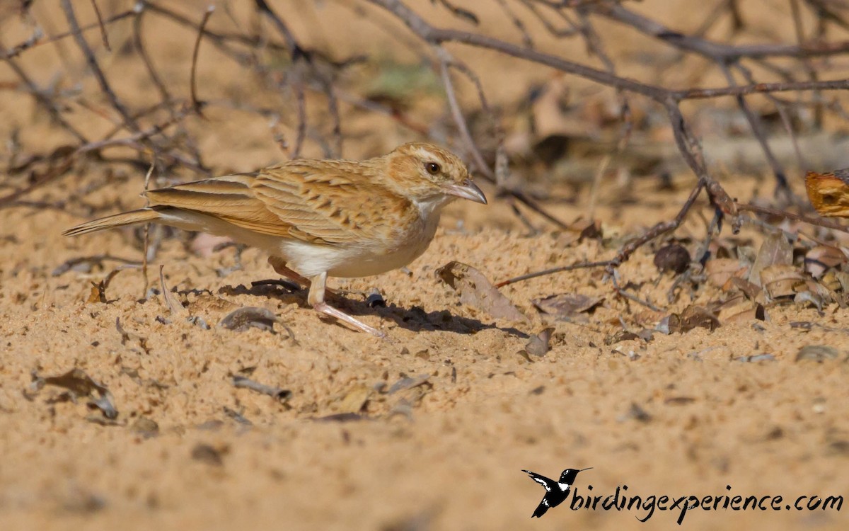 Fawn-colored Lark (Fawn-colored) - ML219015111