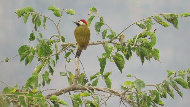 Golden-olive Woodpecker - ML219015871