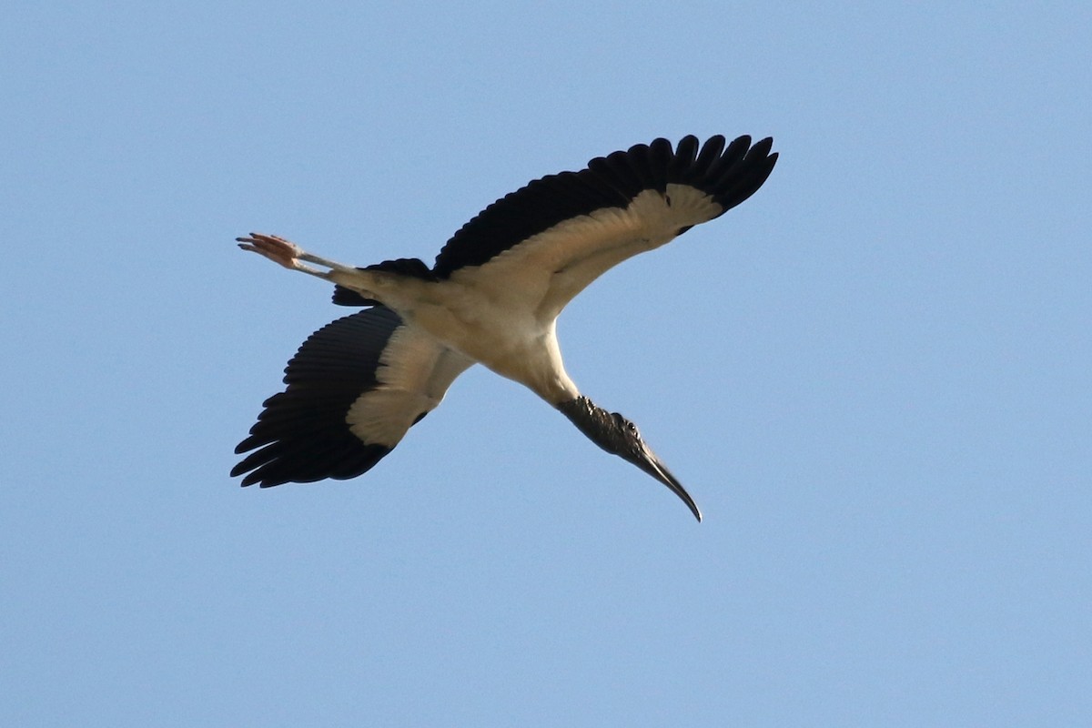 Wood Stork - ML219020041