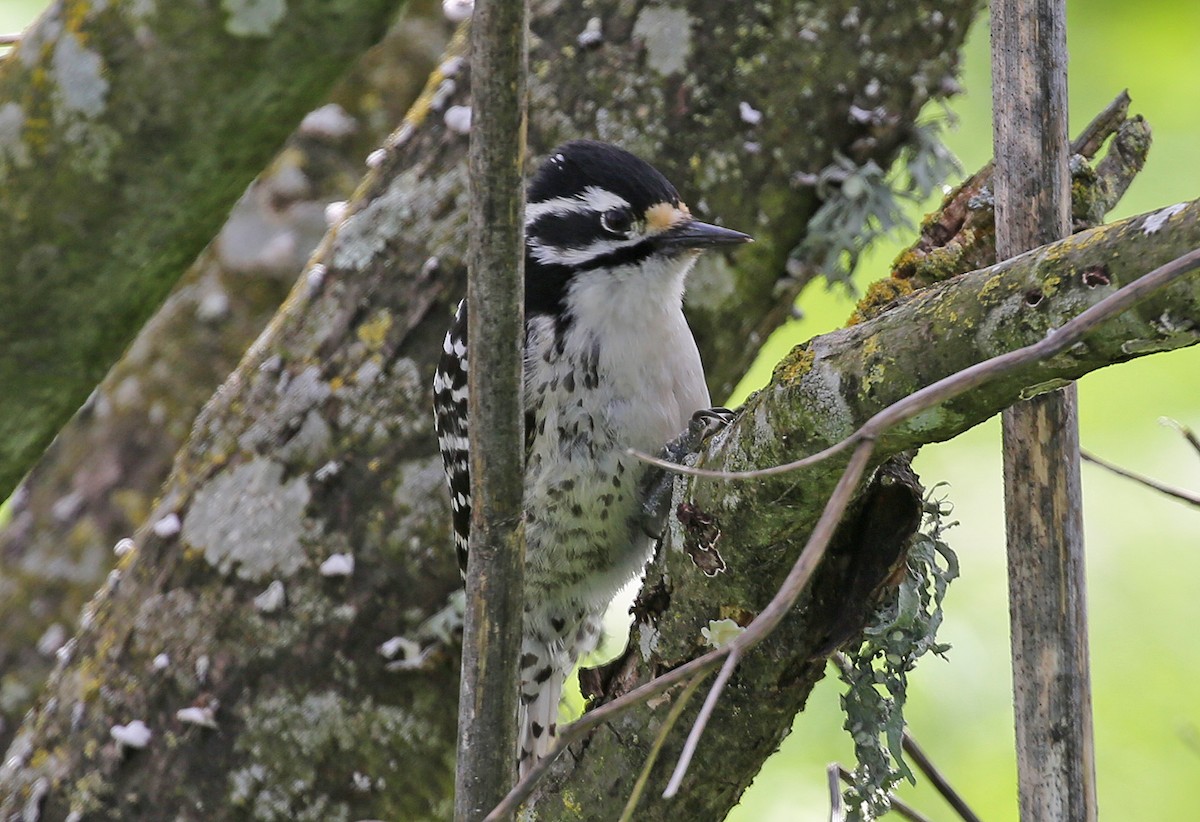 Nuttall's Woodpecker - leonard blass