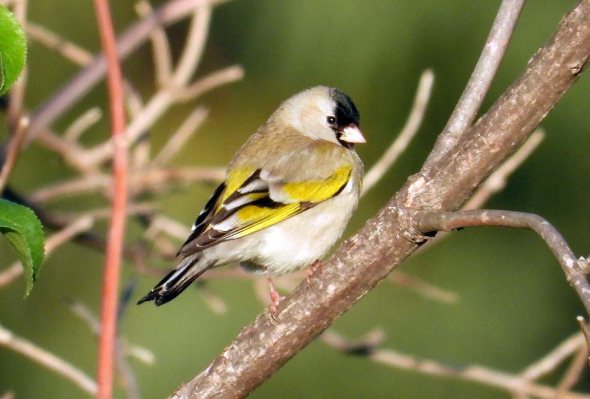 Lawrence's Goldfinch - ML219026531