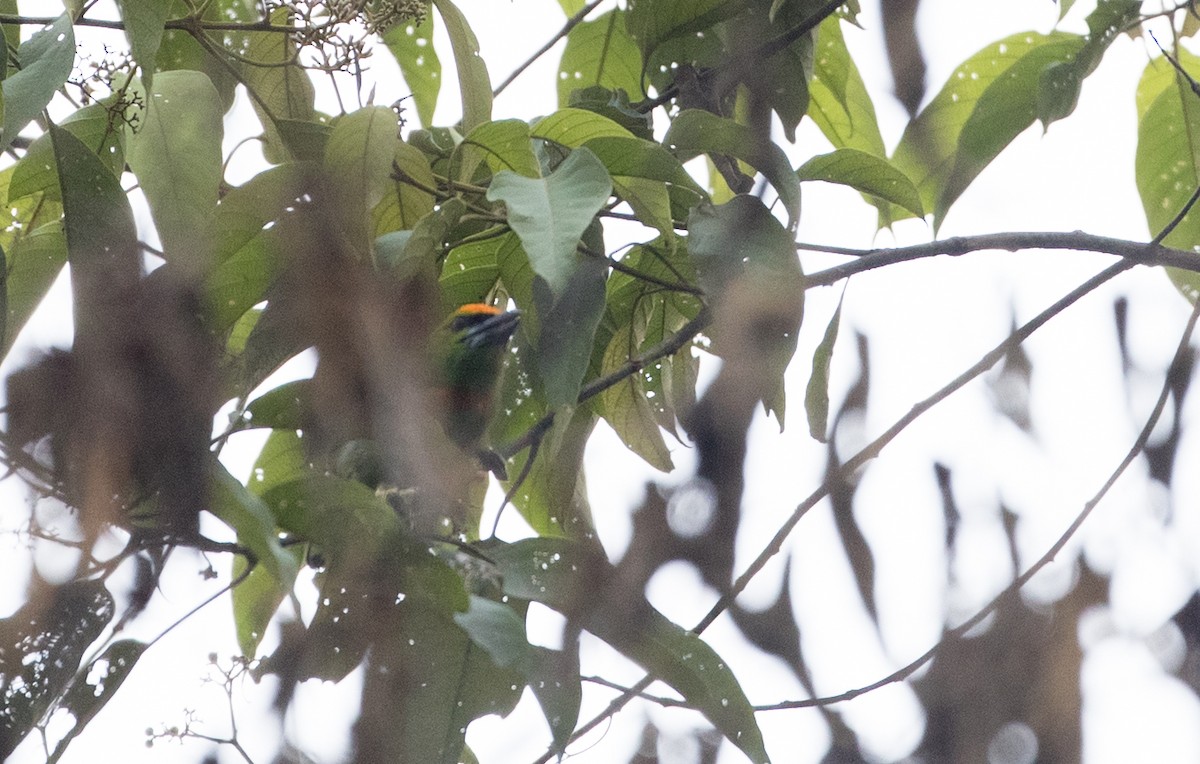 Flame-fronted Barbet - ML219027051