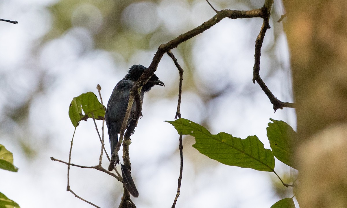 Lesser Racket-tailed Drongo - ML219028371
